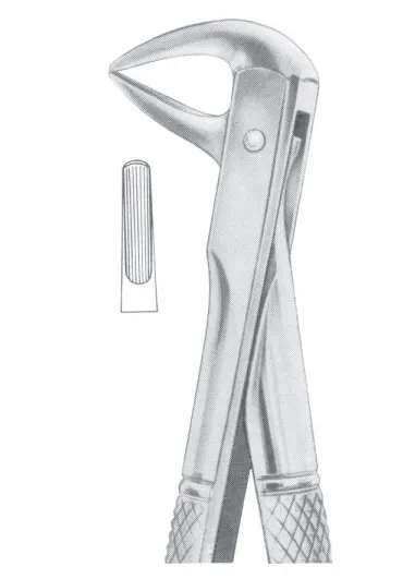 Fig. 137 lower incisors and roots 